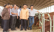 Bầu Đức làm ‘biệt thự’ nuôi bò